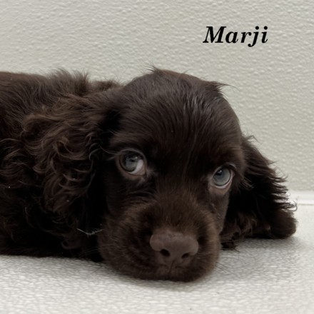 puppy, for, sale, Cocker Spaniel, Joe & Cherri  Overlease, dog, breeder, Miller, MO, dog-breeder, puppy-for-sale, forsale, nearby, find, puppyfind, locator, puppylocator, aca